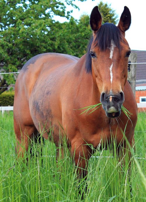horse eats grass