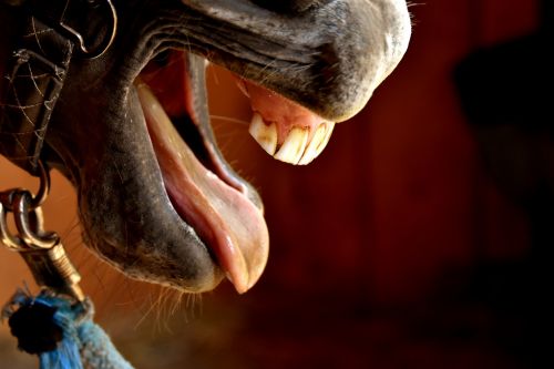 horse snout tongue