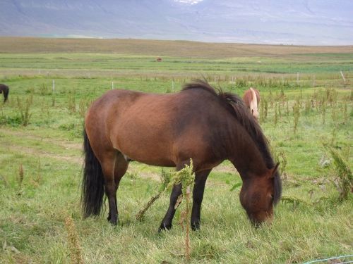 horse iceland animal