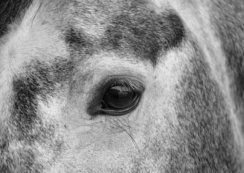 horse œil photo black white