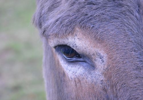 horse eye brown horse