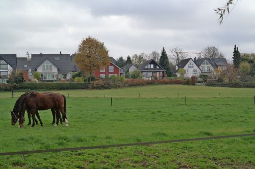 horse overcast shadow