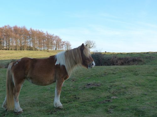 horse nature love horse