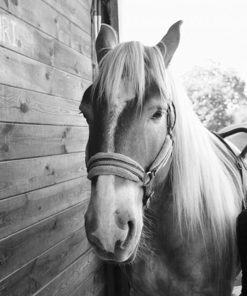 horse photo black white gelding