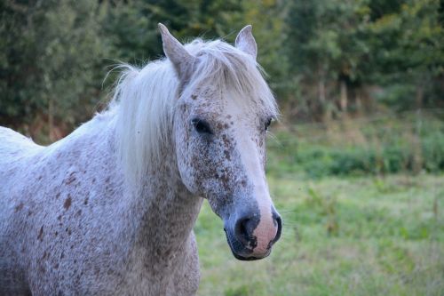 horse mare white