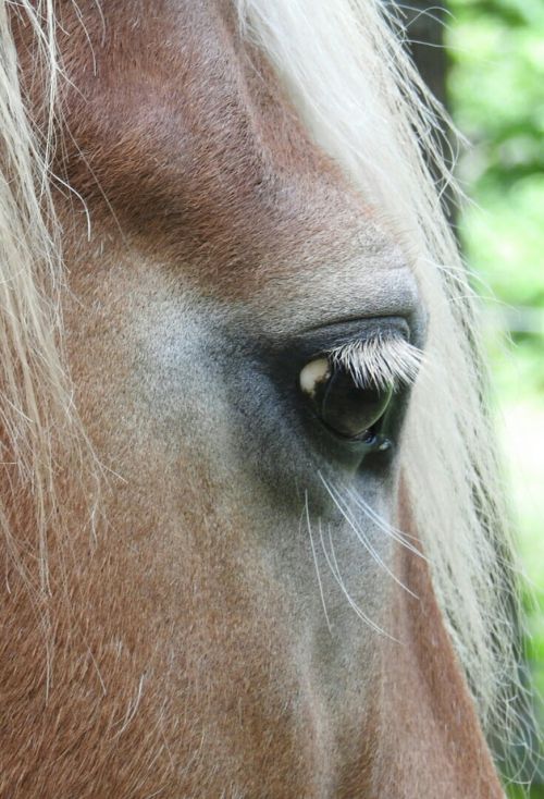 horse haflinger horse eye