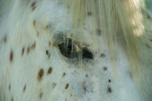 horse eye close