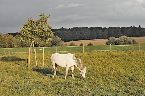 horse white pasture