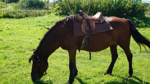 horse pony animal