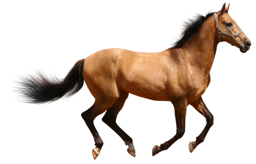 horse brown isolated