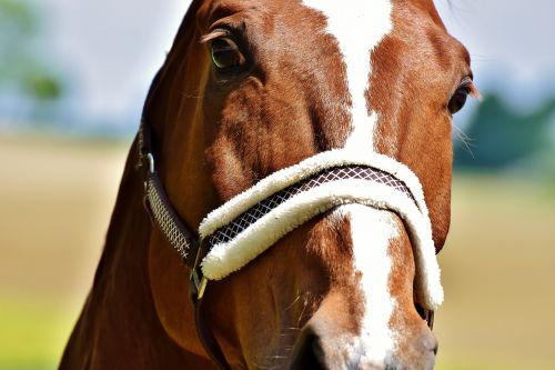 horse stallion paddock