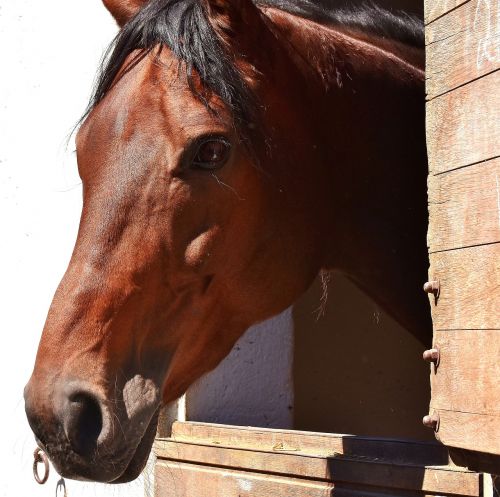 horse brown stall