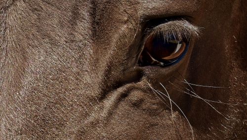 horse brown eye