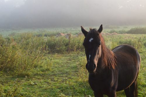 horse landscape nature