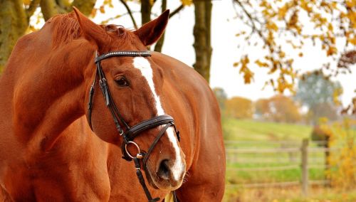 horse brown animal