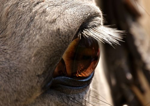 horse mold eye