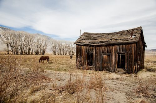 horse old barn pasture