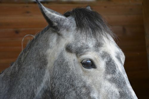 horse horse eye œil
