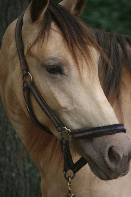 horse equine animal