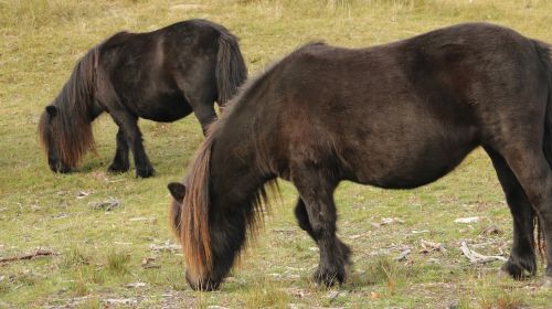 horse horses nature