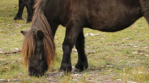 horse horses nature