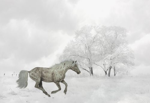 horse winter galloping