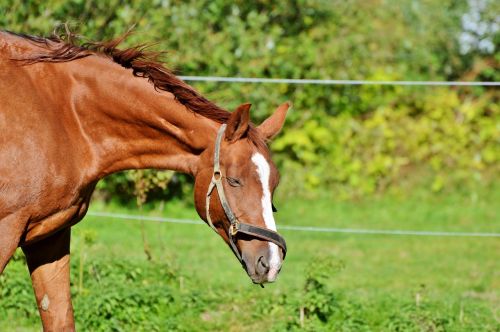 horse ride reiter