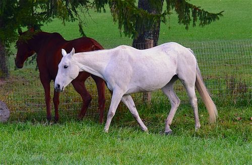 horse white brown