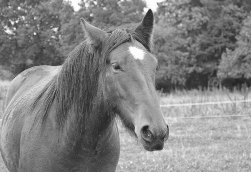 horse portrait photo black white