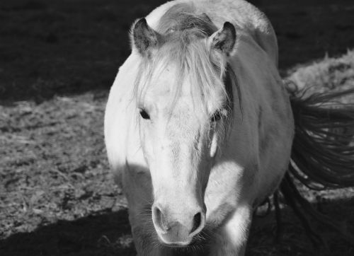 horse equine photo black white
