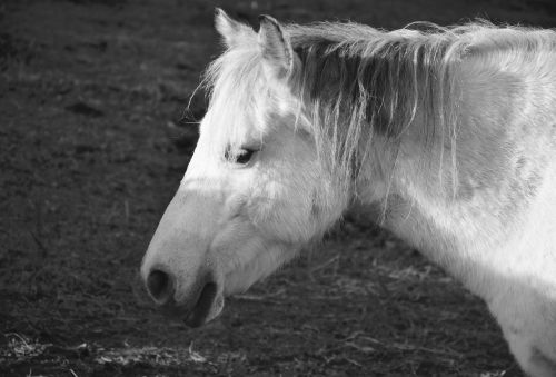 horse equine photo black white