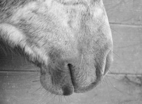 horse mouth snout