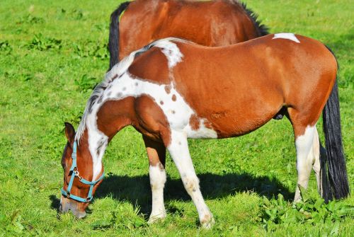 horse ride reiter