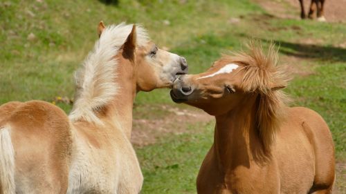 horse foal two