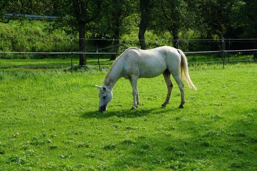 horse nature pasture