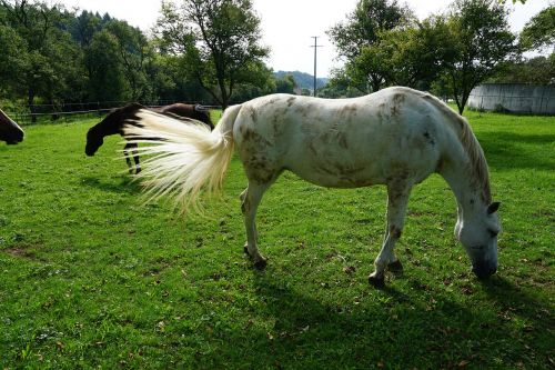 horse nature pasture