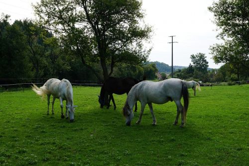 horse pasture summer