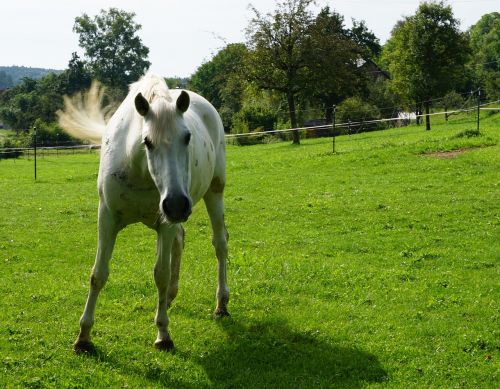 horse pasture summer