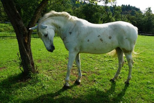 horse pasture summer