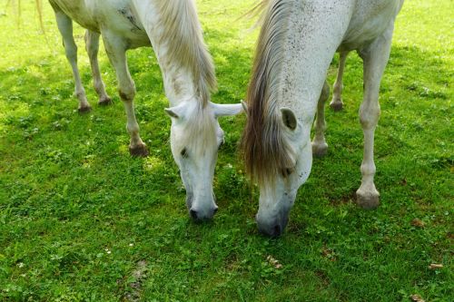 horse pasture summer