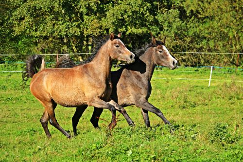 horse thoroughbred arabian gallop