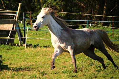 horse arabs gallop