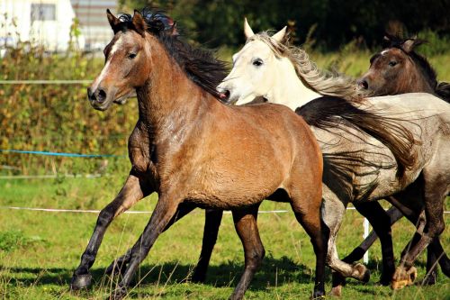 horse flock gallop