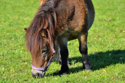 horse pony mane