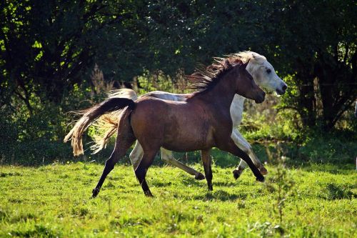 horse mold flock