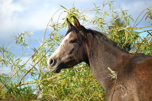 horse horse head arabs