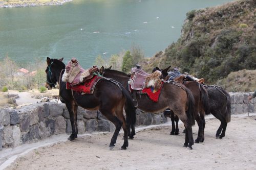 horse mule ecuador