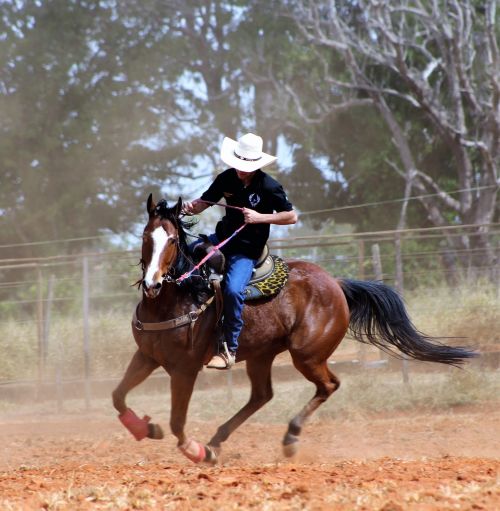 horse brown animal