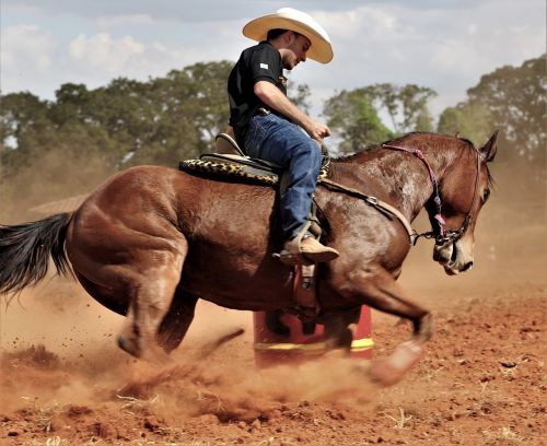 horse brown animal