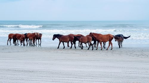 horse beach ocean